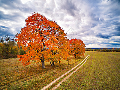 秋天的乡村景色老公园红色枫树,农业田土乡村道路秋季天气多云天空奈德曼公园,白俄罗斯图片