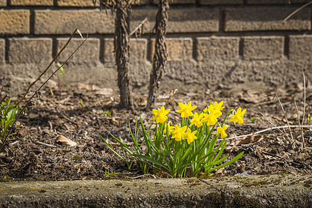 春天,黄水仙花砖房外的花坛里图片