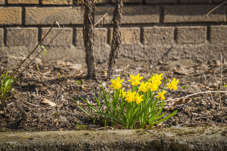 春天 黄水仙花砖房外的花坛里高清图片下载 正版图片 摄图网