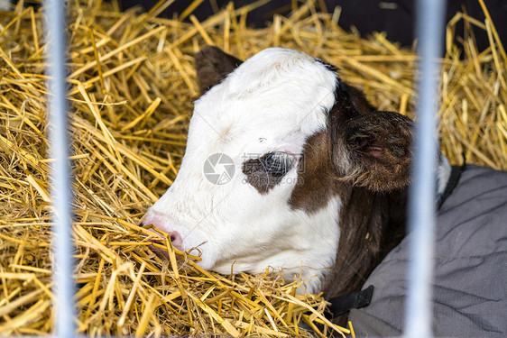 赫里福德小牛干草中放松,谷仓里裹着地毯图片