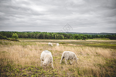 绵羊雾蒙蒙的多云天气中草地上放牧,背景森林图片