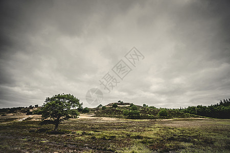 多云天气下草原上的棵孤独的树,背景小山图片