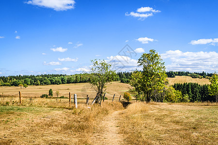 夏天干燥的田野绿树的乡村景观图片