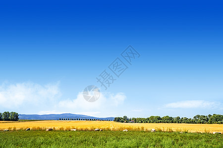 五颜六色的夏季景观,金色的田野蓝天下,背景山图片