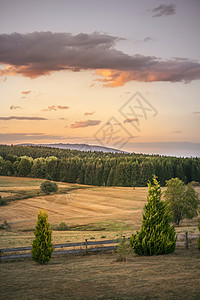 夕阳下的乡村景观与干燥的田野绿色的松林图片