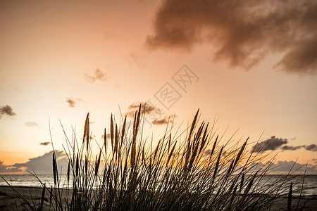 日落海边,芦苇的轮廓黎明的海前图片