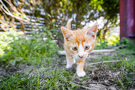 夏天后院玩橙色可爱的小猫图片