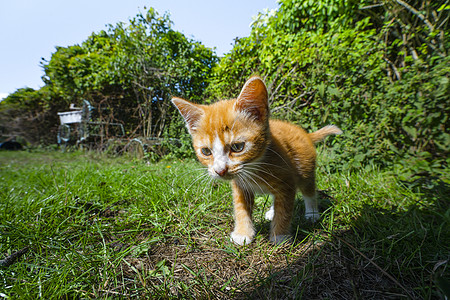 橙色小猫后院冒险,绿色植物图片