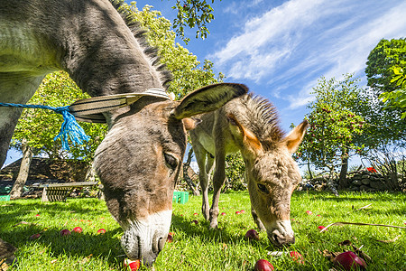 驴子农村环境中草坪上吃红苹果图片