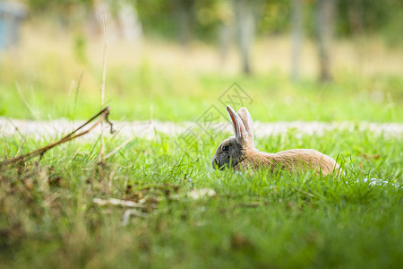 兔子春天的新鲜青草中放松,复活节的阳光明媚的日子里图片