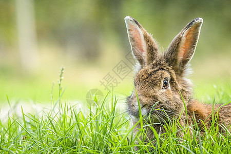 春天里的兔子躲高高的青草里背景图片