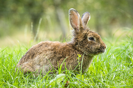 棕色兔子在草丛中图片