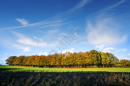 秋天的小森林,蓝天下的绿色草地上图片