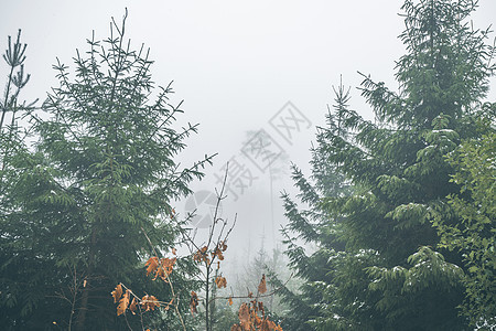 秋天,森林里松树,雾蒙蒙的风景中,雾覆盖着树木图片