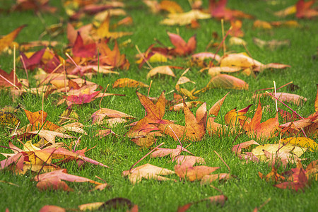 金色的枫叶秋天的绿色草坪上,颜色温暖图片