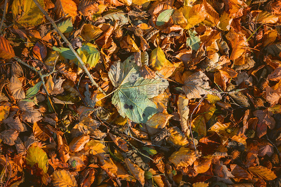 秋天的叶子温暖的颜色,秋天的枫树山毛榉的叶子混合图片
