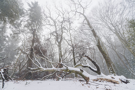 冬天雾蒙蒙的森林里倒下的树,雾中高大的树图片