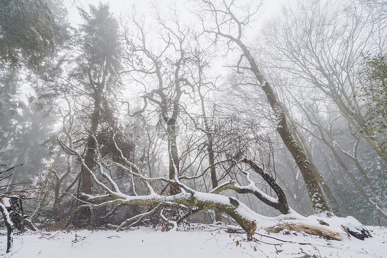 冬天雾蒙蒙的森林里倒下的树,雾中高大的树图片