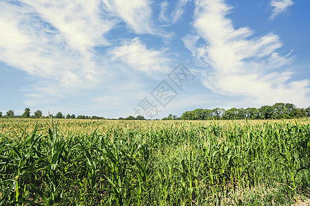 夏天的玉米田,蓝色的天空下新鲜的绿色玉米背景