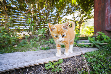 春天,只橙色的可爱小猫花园里走来走图片