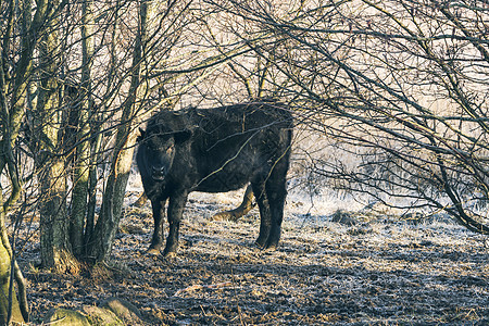 黑牛站些树上,寒冷的寒冷的冬天,阳光明媚图片