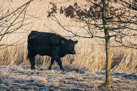 初冬,黑牛沿着麦田走着,地上结着霜图片