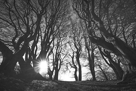 诡异的森林,黑白相间,日出时可怕的树影图片