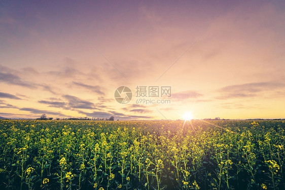 日出时的乡村景色早晨的黄色油菜籽田图片