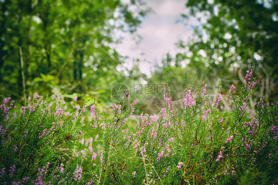 野生石楠绿色的森林里,夏天开着紫色的花图片