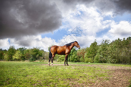 夏天多云的天气里,棕色的马站绿色的田野上图片