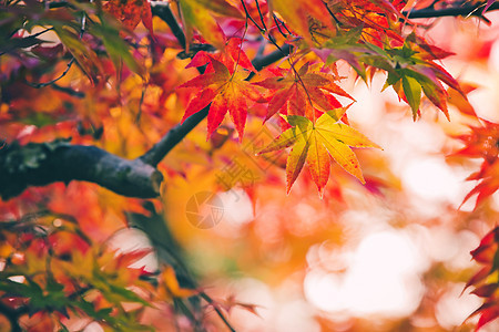 五颜六色的日本枫树AcerPalmatum叶子明治季节金卡库吉花园,京都,日本五颜六色的日本枫叶明治季节金卡库吉图片