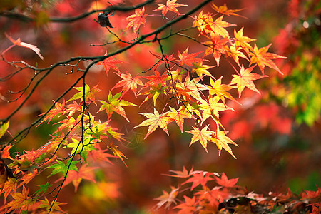 日本京都枫树叶子图片