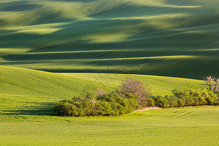 日落线波浪与树木春天,南莫拉维亚,捷克共国夕阳线波浪与树木春天图片