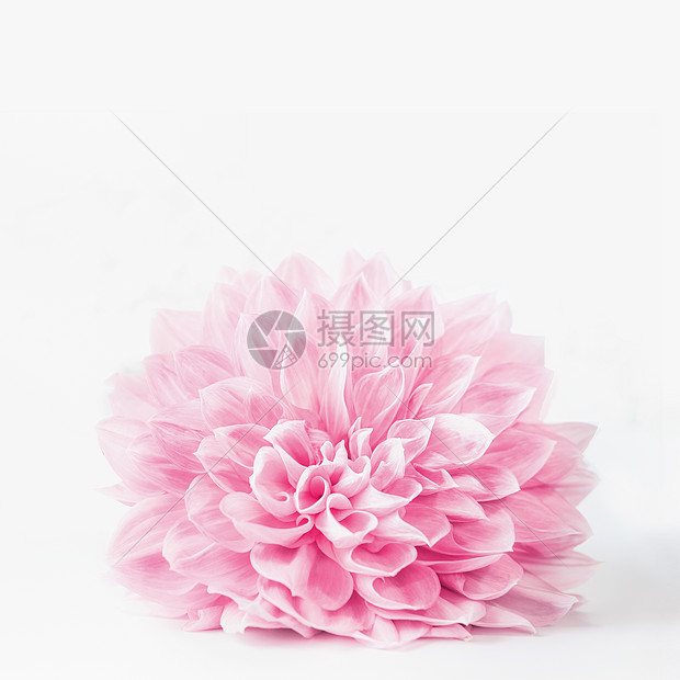近距离的粉彩花盛开白色背景上 可用于问候 自然 花园化妆品模板高清图片下载 正版图片 摄图网