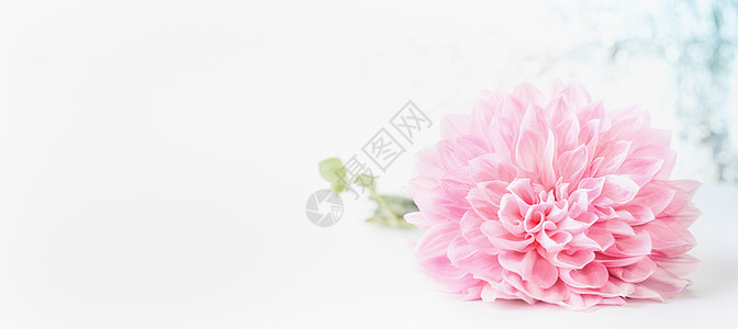 淡花背景图片 淡花背景素材 淡花底图 摄图网 淡花背景图片 淡花背景素材 淡花底图 摄图网