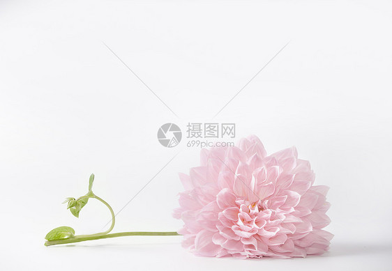 白色背景上的粉彩花,可用于问候自然花园化妆品模板图片