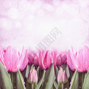 春季背景与粉红色郁金香博克照明,正视图,边框图片