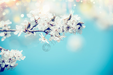 白色春天樱花蓝色背景波克阳光,抽象花卉春季自然,户外图片