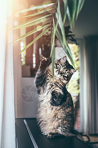 趣的小猫坐后腿上,玩着挂客厅里的室内植物叶子毛茸茸的纯种西伯利亚猫图片