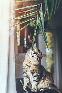 趣可爱的小猫客厅吃室内植物叶子毛茸茸的纯种西伯利亚猫图片