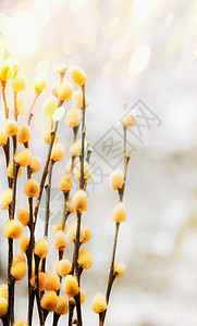 清新的春天自然背景,柳树枝条毛茸茸的黄色柔,正视野与柳树的背景图片