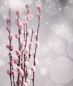美丽的春天自然背景与柳树枝条毛茸茸的粉红色柔博克,正视图与柳树的背景图片