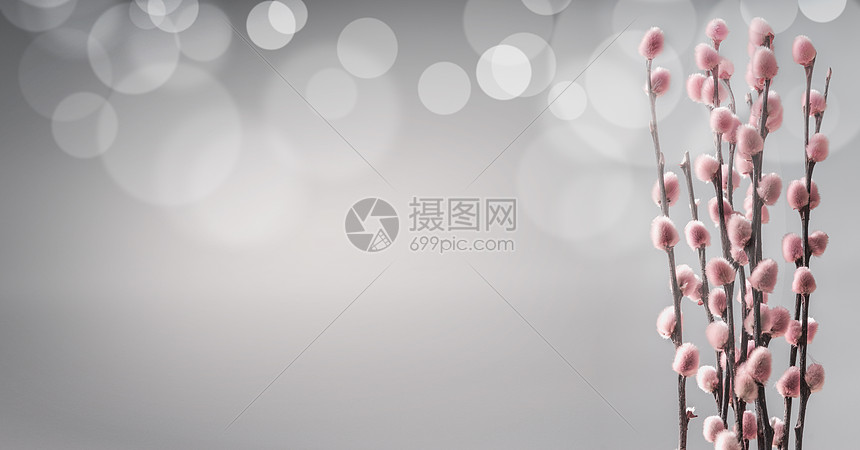春天的背景与花粉红色的柳枝波克 正视图与为您的春天的背景高清图片下载 正版图片 摄图网 春天的背景与花粉红色的柳枝波克 正视图与为您的春天的背景高清图片下载 正版图片 摄图网