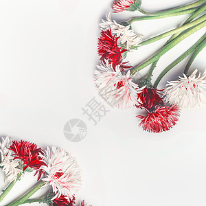 花卉构图框架白色背景 粉红色白色的花 顶部的景色花为您的高清图片下载 正版图片 摄图网