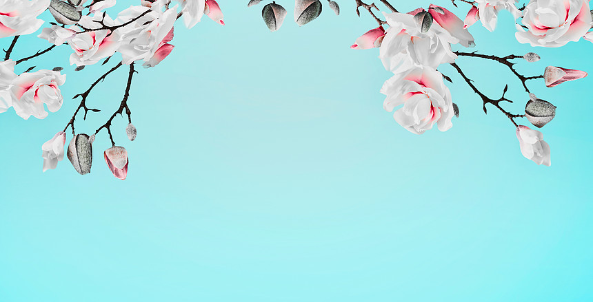 美丽的春天木兰花枝架绿松石背景 花边春天的高清图片下载 正版图片 摄图网 美丽的春天木兰花枝架绿松石背景 花边春天的高清图片下载 正版图片 摄图网