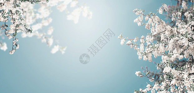 美丽的春天开花自然背景与白色盛开的树木蓝天与阳光,图片