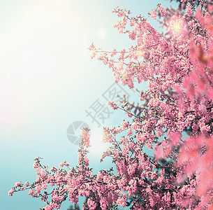 美丽的花朵自然背景,粉红色的树木蓝天上绽放,阳光波克图片