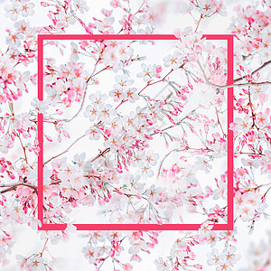粉红色的框架春天的自然背景与粉红色的白色樱花春天的自然图片