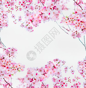 粉红色樱花白色春天的自然框架与盛开的树枝樱桃树春天的自然背景图片