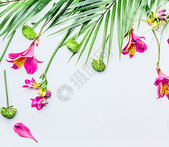边界与热带树叶异国情调的花白色的背景,顶部的花架平躺图片